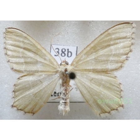 Hemithea aestivaria (Hübner, 1789) Czech38b